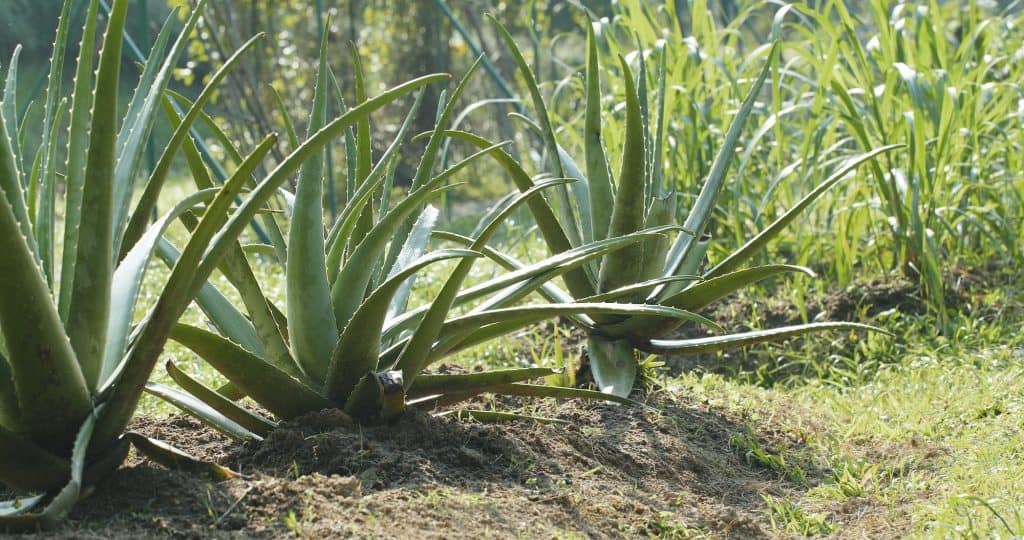 Aloe vera plant farm