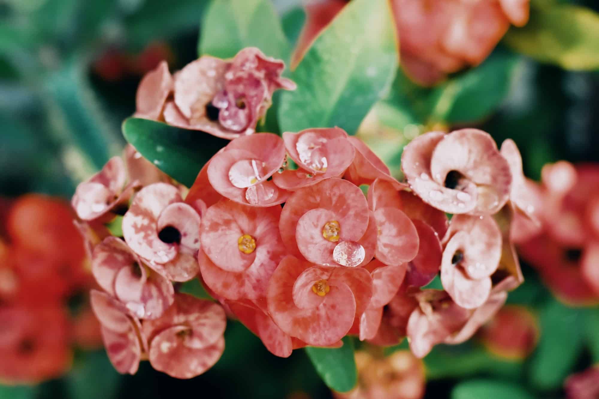 close up on euphorbia milii des moul beautiful pink color