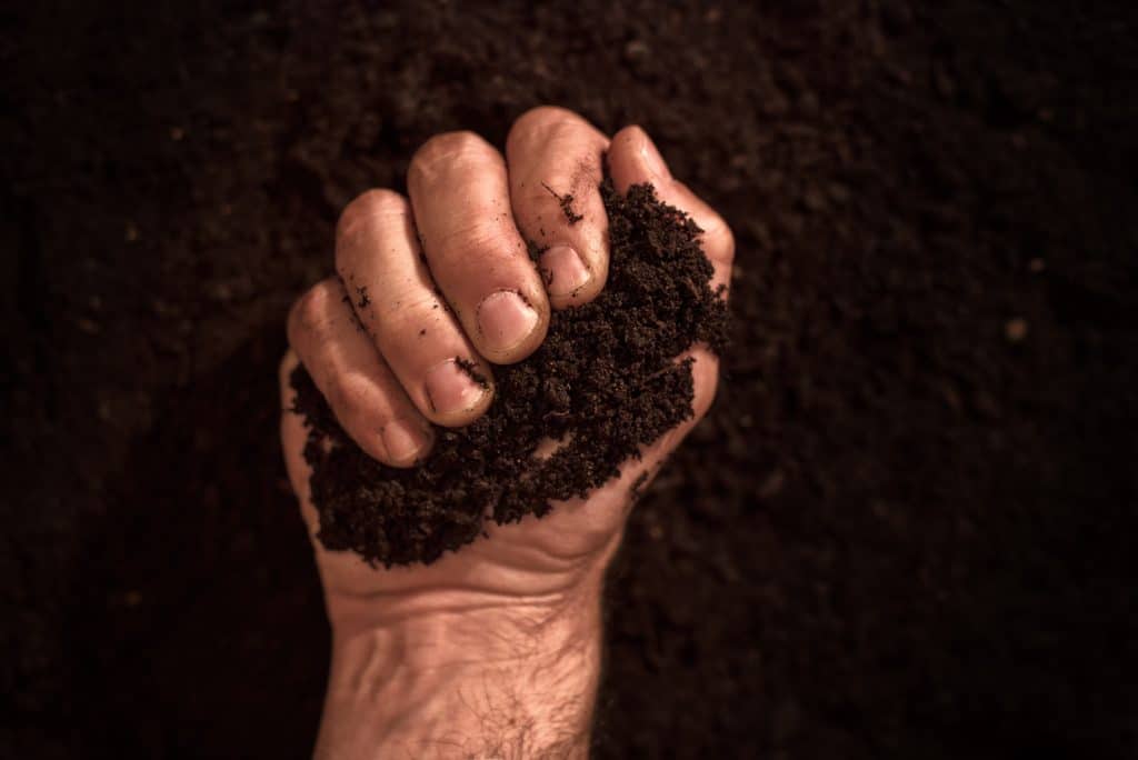 Fertile soil in dirty male hands