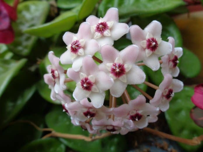 Pink Waxy Porcelain Flower (hoya carnosa)
