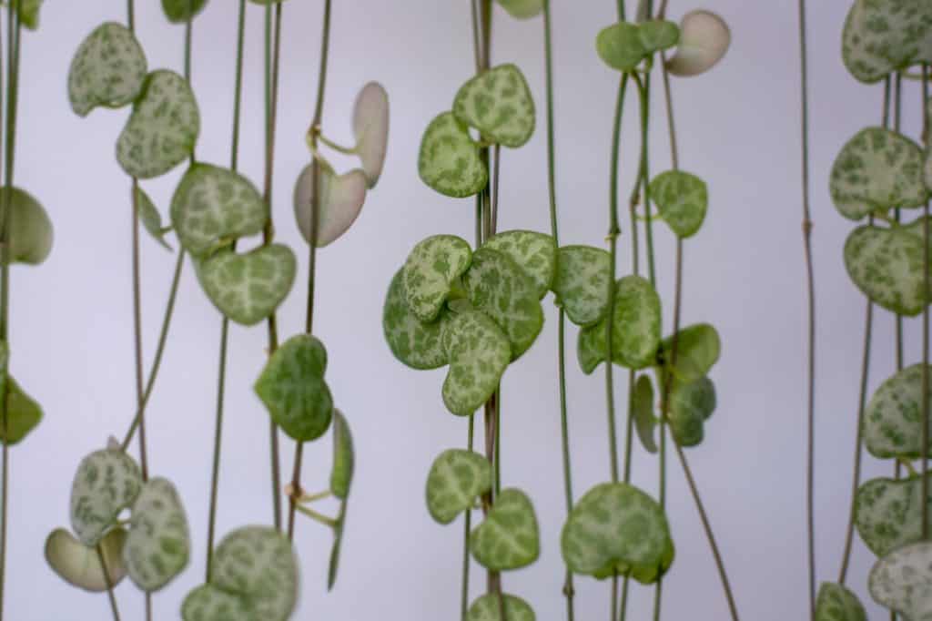 String of Hearts, Rosary Vine, Chain of Hearts, Hearts-on-a-string, sweetheart vine Ceropegia woodi