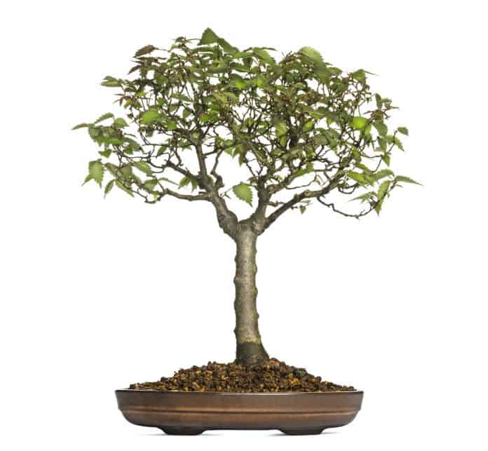 Zelkova Serrata, bonsai örneği