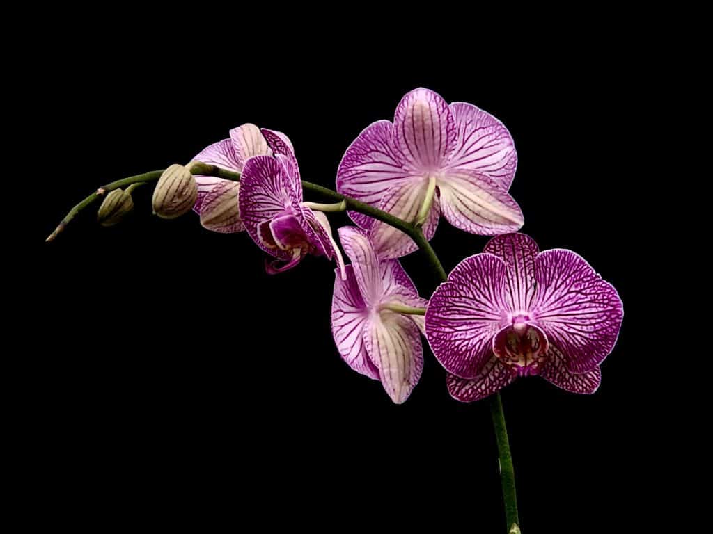 An Orchid