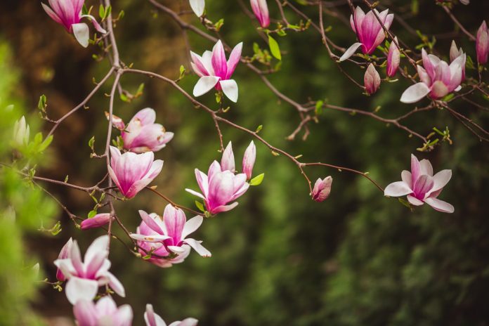 pembe çiçekleriyle baharı selamlayan bir manolya ağacı