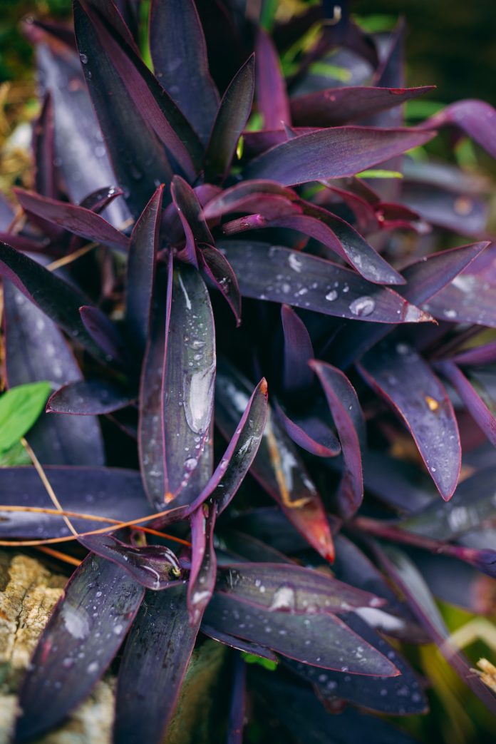 Closeup of purple Flower of Tradescantia pallida or Purple Heart Spiderwort plant , with rain drops