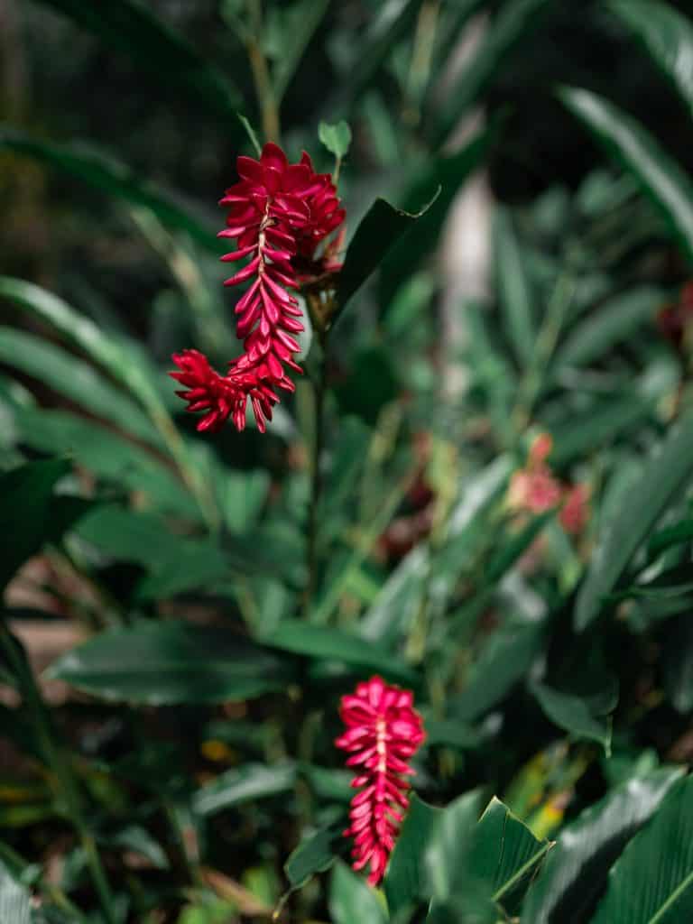 Red ginger flowers growing on the rainforest. Close up.
