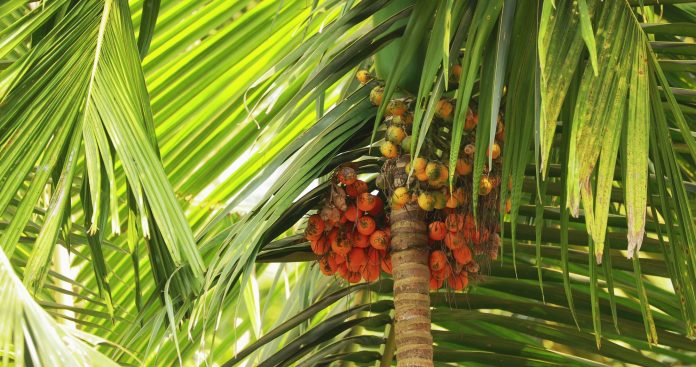 Goa, India. Areca Catechu Palm With Narcotic Nuts On Background Green Leaves