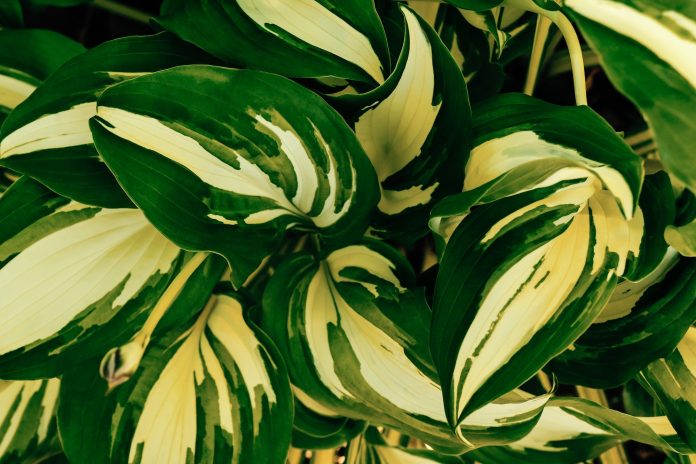 Natural green background with fresh leaves of dieffenbachia plant.