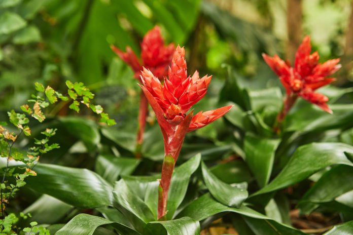 Blooming red bromeliads in botanical park close-up