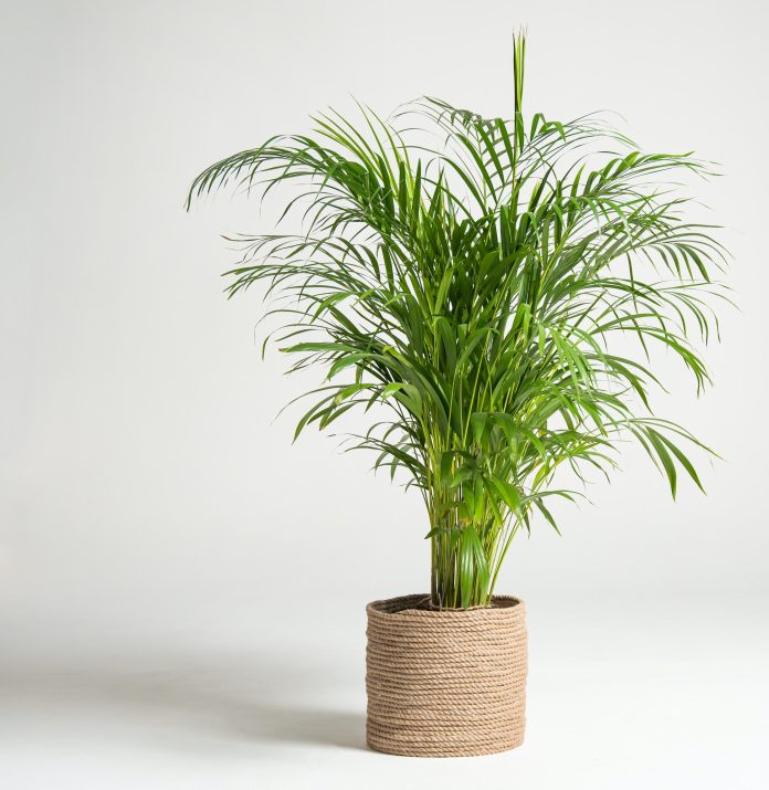 home plant palm howea forsteriana tree in a jute pot on a white background.