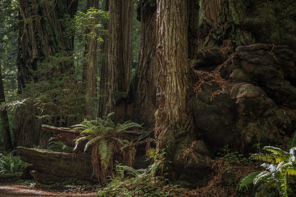 Incredible Ancient Redwood Forest