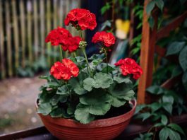 Kırmızı sardunya çiçeği