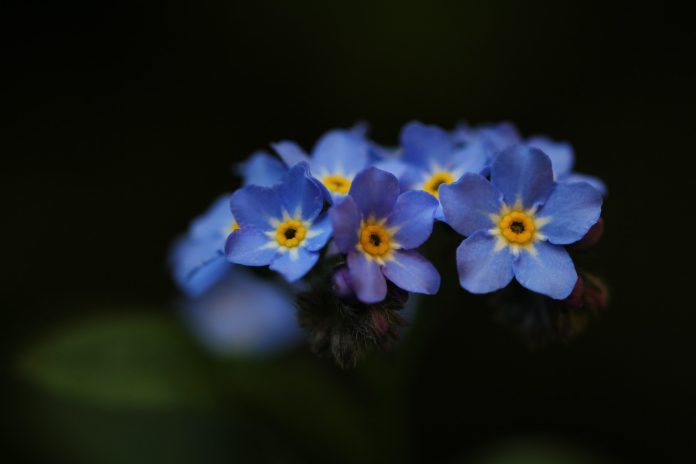 Mavi unutmabeni çiçeği