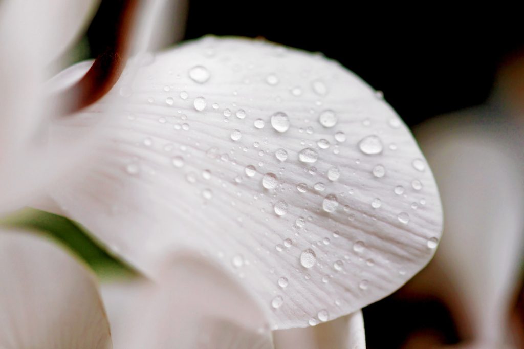 Beyaz sikleman çiçeği yaprağı