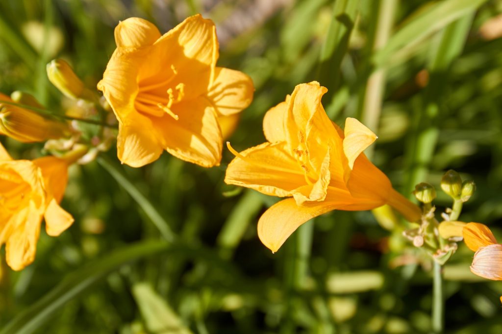 Bahçede sarı amaryllis çiçeği