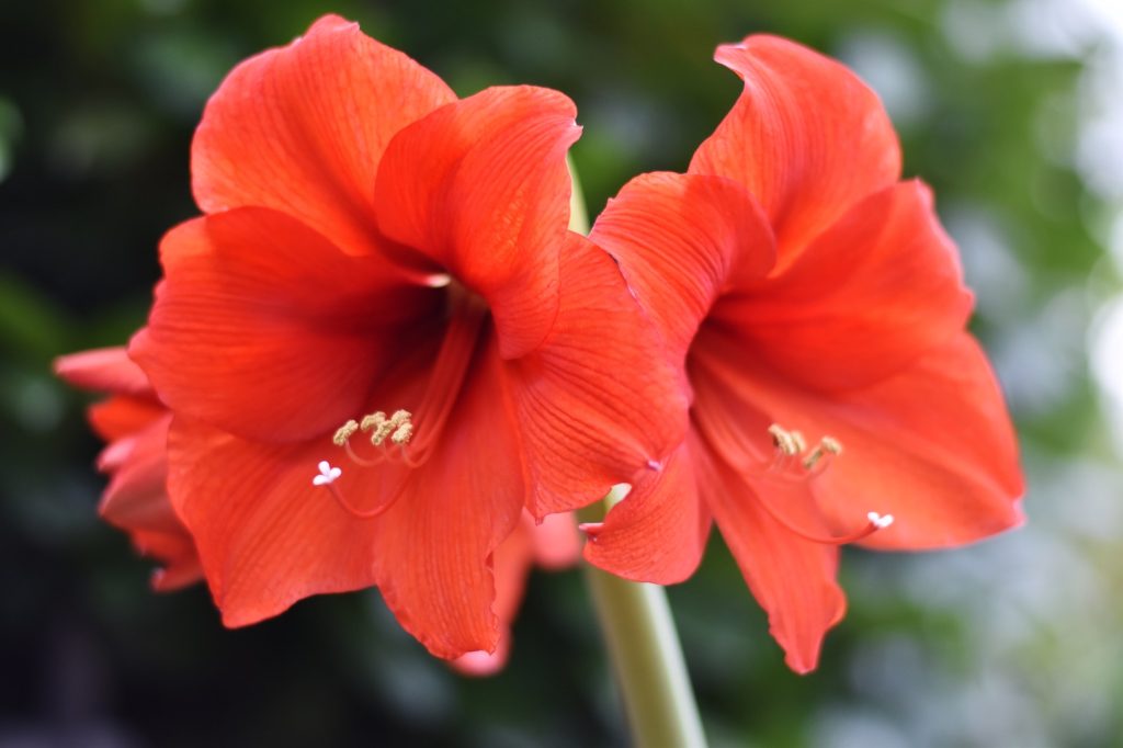 Kırmızı amaryllis çiçeği