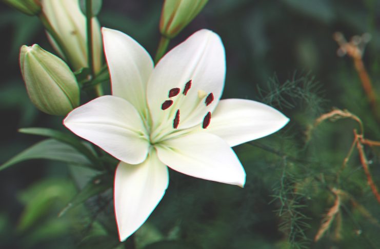 Lilium candidum zambak çiçeği