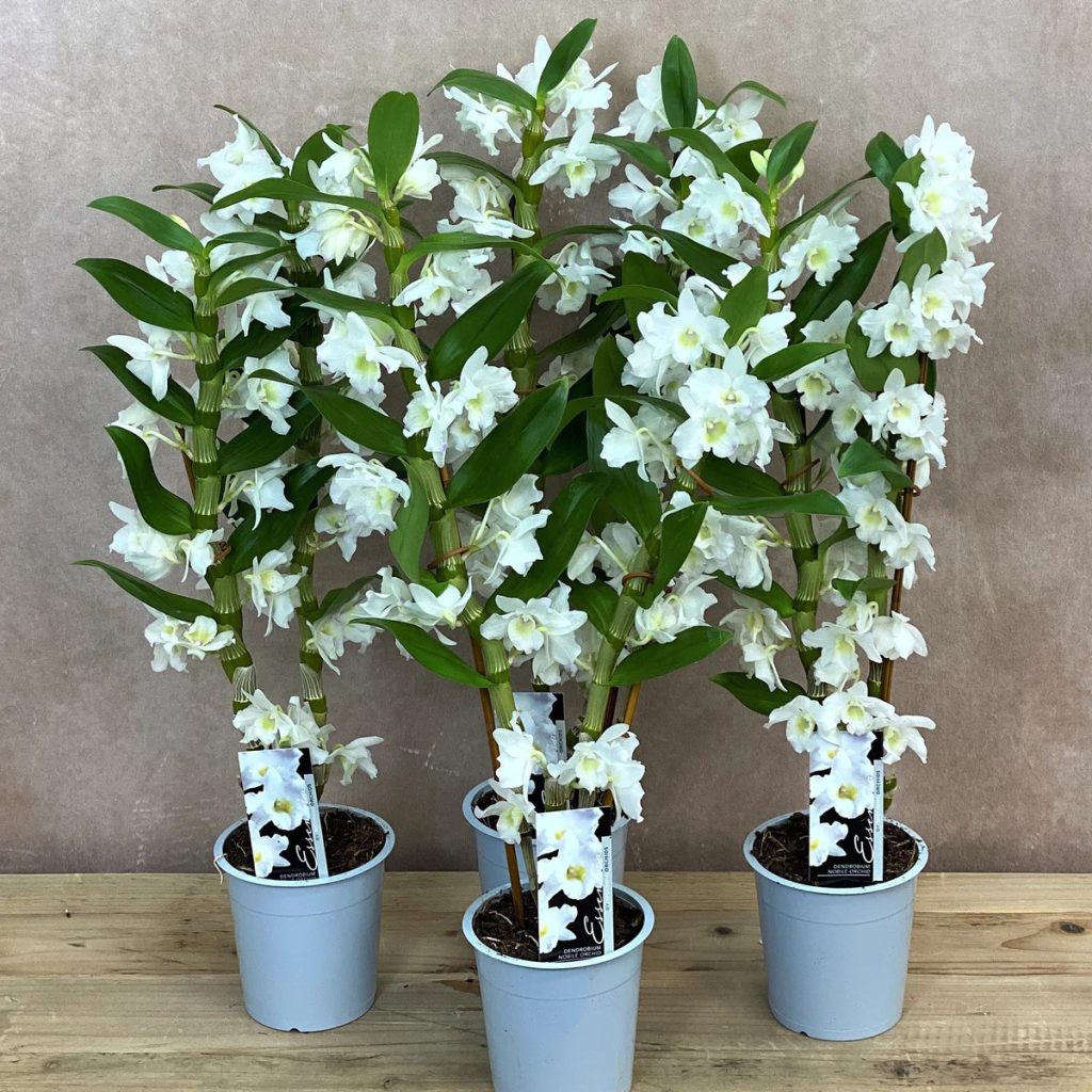 Saksıda beyaz dendrobium nobile çiçekleri