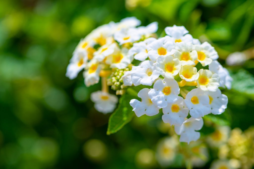 Beyaz ağaç minesi çiçekleri