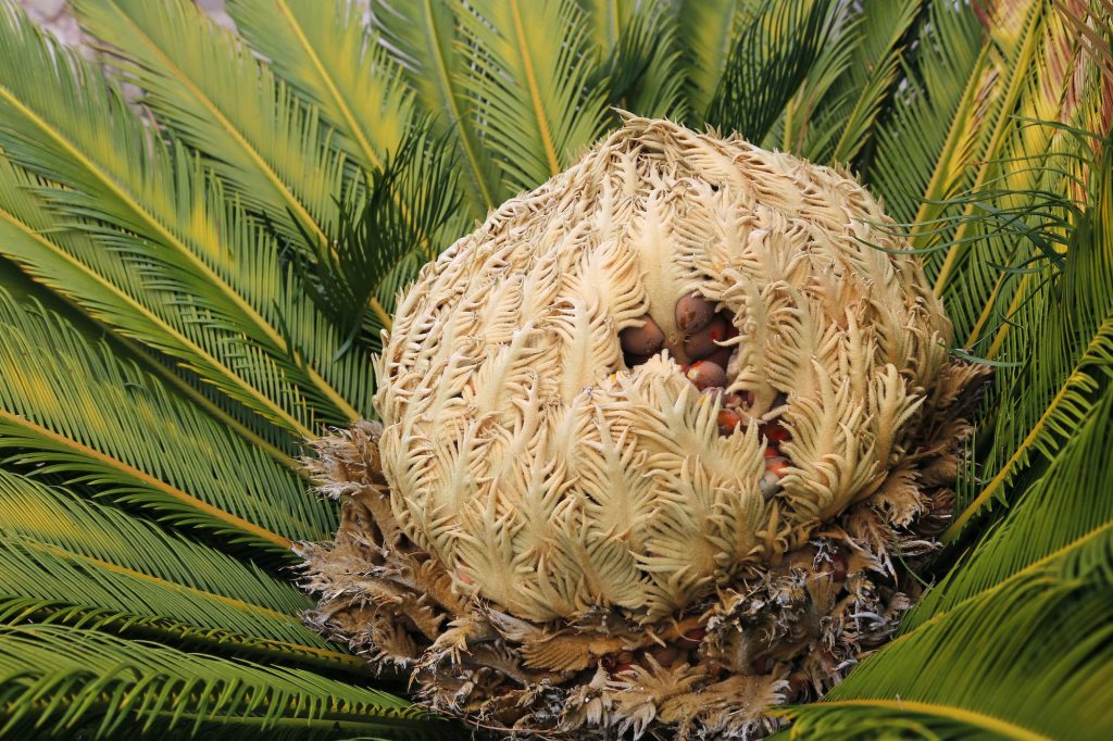 Dişi sikas palmiyesinin tohumları