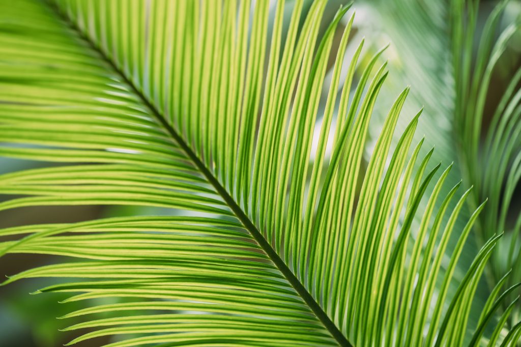 Sikas palmiyesi yaprağına yakından bakış