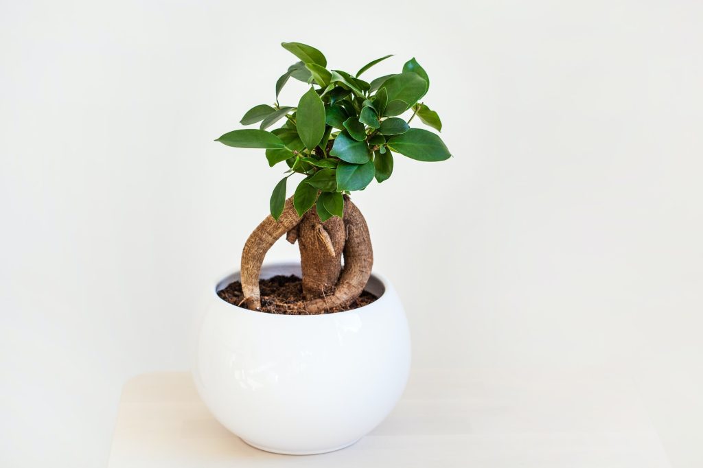 Saksıda Ficus Microcarpa bonsai bakımı