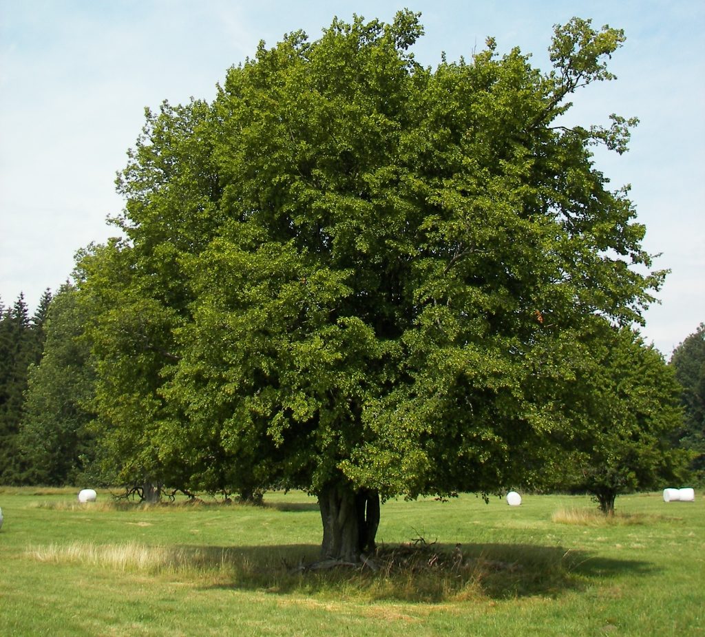 Gürgen Ağacı