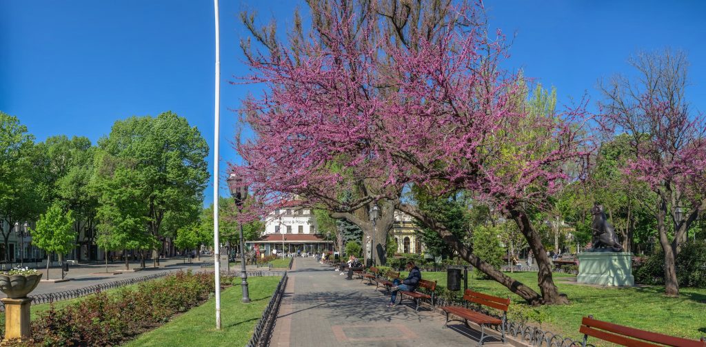 Ukrayna'da bir parkta erguvan ağacı