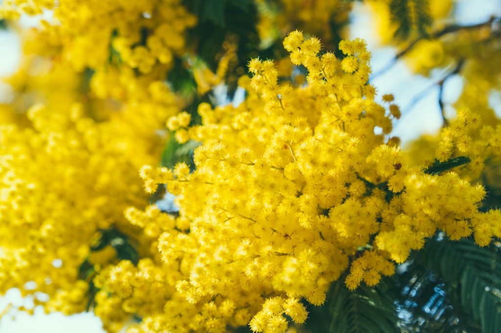 Mimoza ağacı sarı çiçekleri