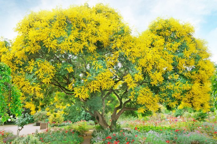 mimoza ağacı