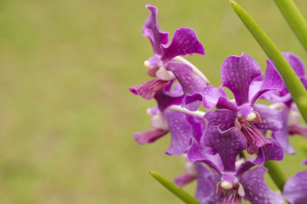 Mor vanda orkidesi
