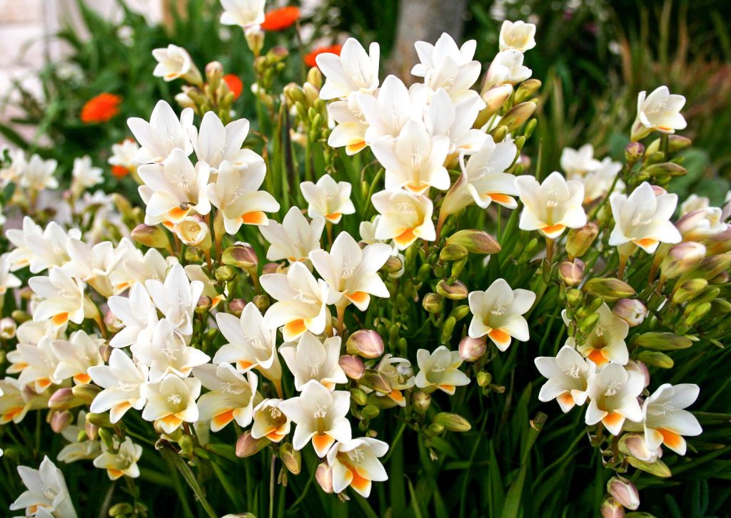 Beyaz frezya çiçekleri