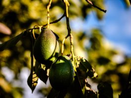 Avokado ağacı ve meyvesi