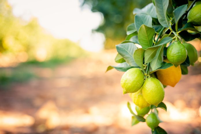 Lemons on a lemon tree