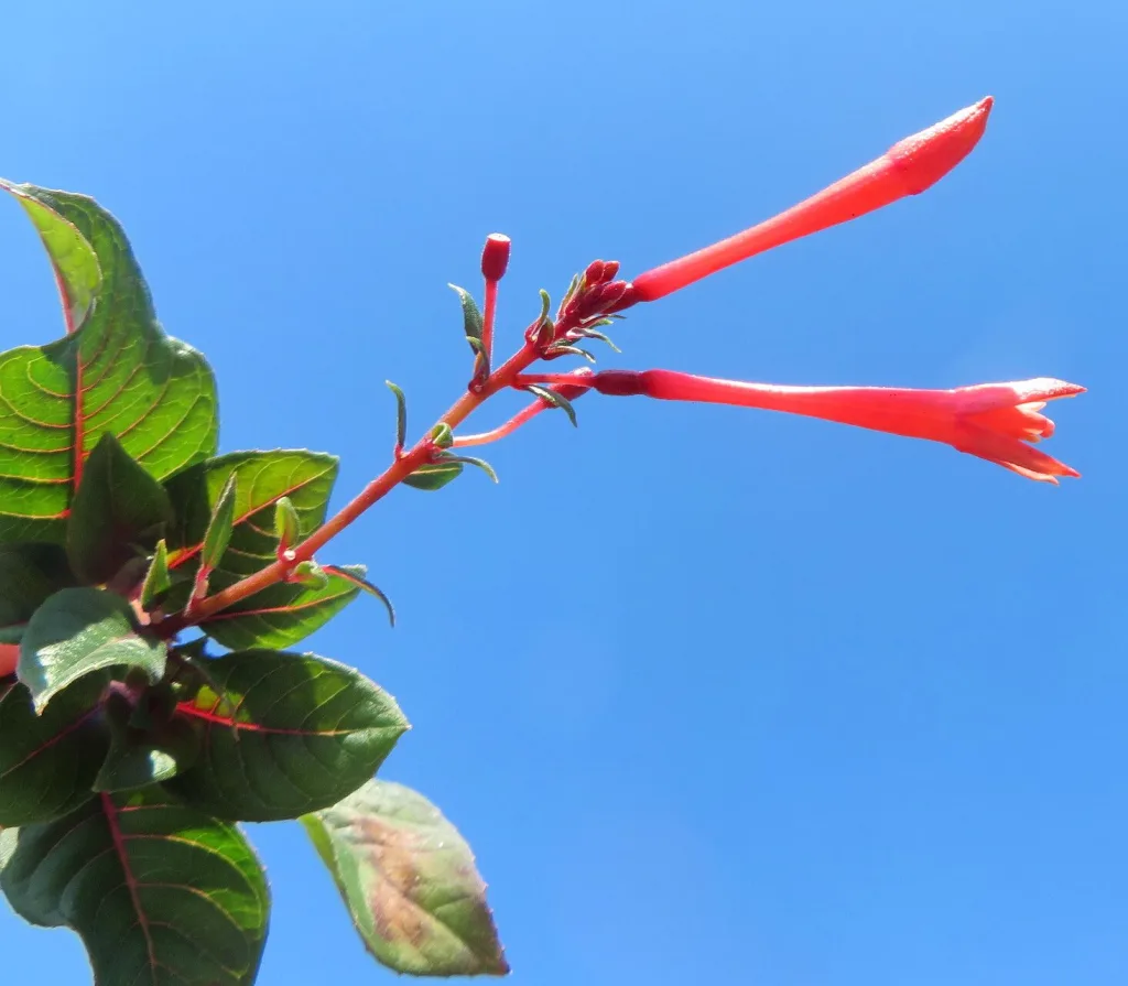 Arap Küpesi – Fuchsia Triphylla çiçeği